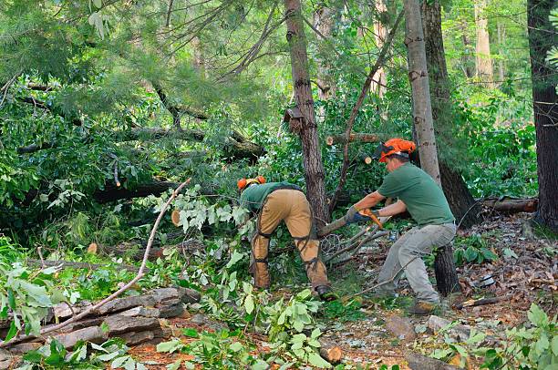 How Our Tree Care Process Works  in  Memphis, MO